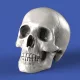 Royal Model Skulls (75mm) – dioráma kellék makett